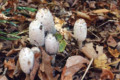 mushroom-1